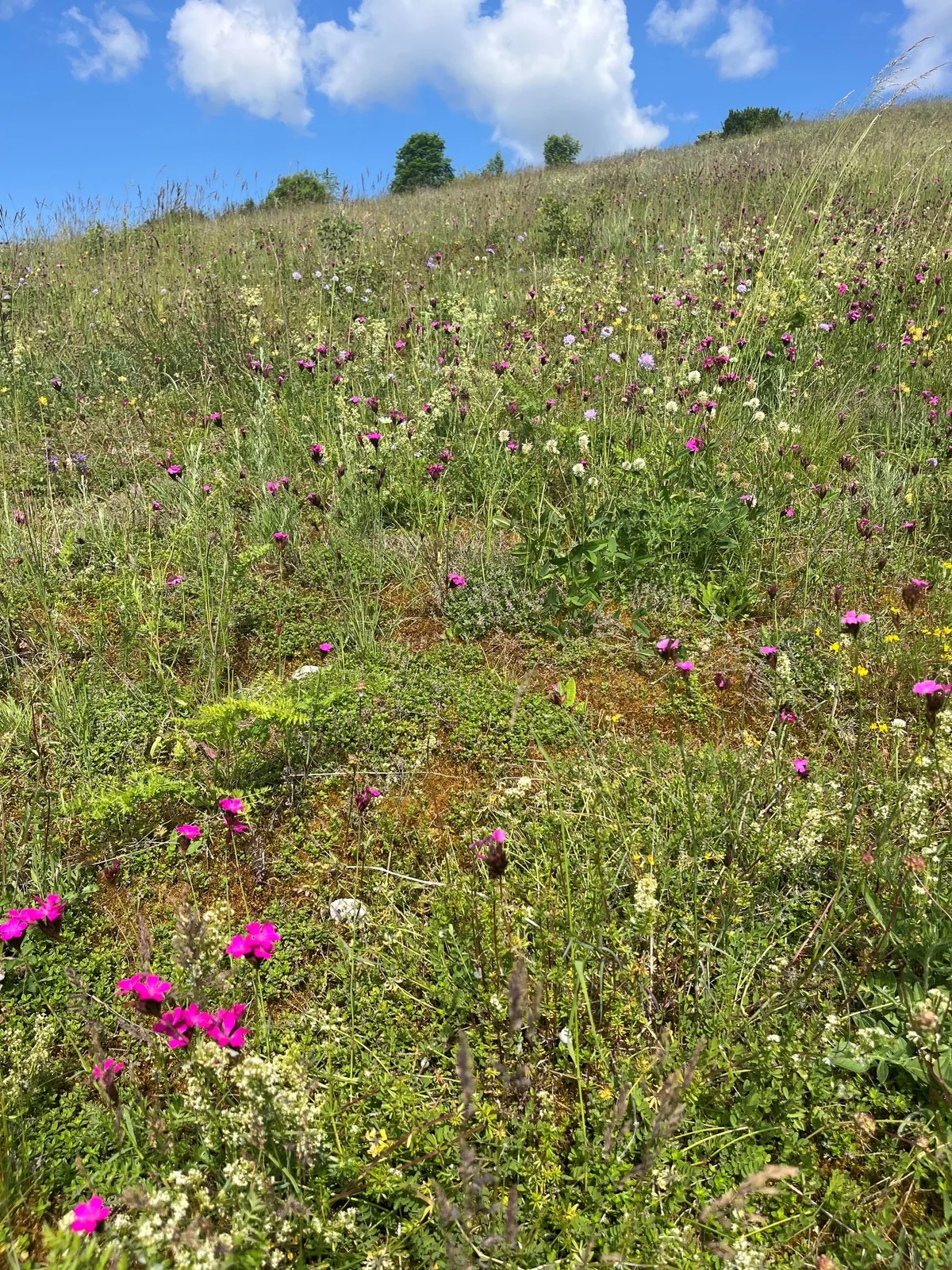 So sieht eine trockene Magerwiese aus. Diese wurde vor einigen Jahren mit ähnlichen Massnahmen wiederhergestellt. Ein Bild einer wilden Wiese mit diversen Pflanzen.